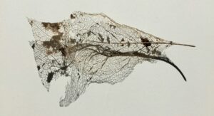 rosanna gaddoni 6E 2EMpi1A unsplash scaled e1752140840654