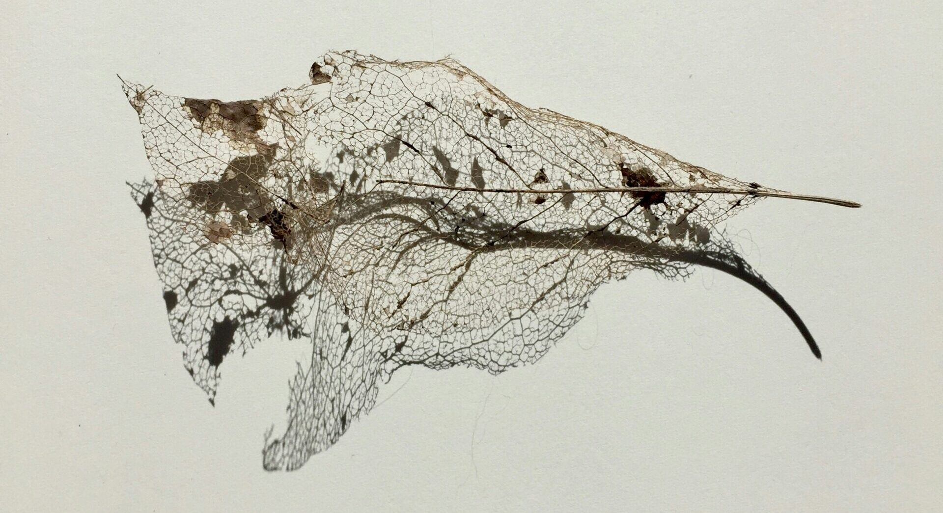 rosanna-gaddoni--6E-2EMpi1A-unsplash